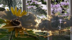 Bee Garden