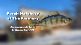 Perch Hatchery 1