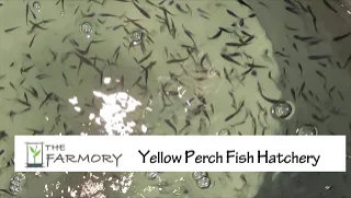 Perch Hatchery 2